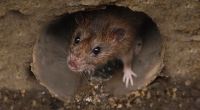 Können Ratten die Corona-Mutante Omikron verbreiten?