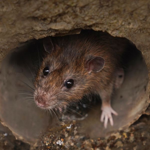 Angst vor Horror-Plage! Omikron kann sich an Ratten binden