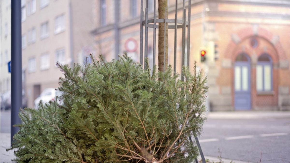 Wie kann man seinen Weihnachtsbaum auf legalem Weg entsorgen? Welche Bußgelder drohen für die nicht rechtmäßige Entsorgung eines Christbaums?  (Foto)