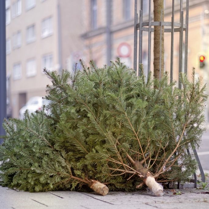 Weihnachtsbaum richtig entsorgen, sonst drohen DIESE Strafen