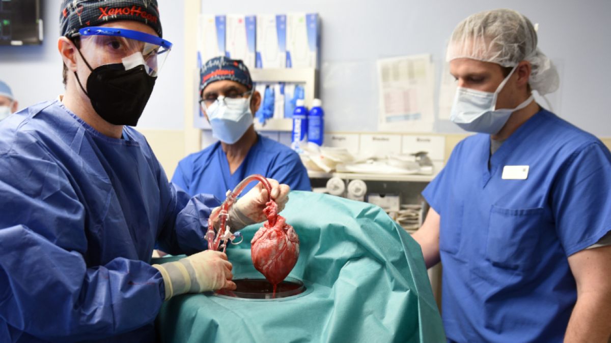 Ein Transplantationsteam hat erstmals ein genetisch modifiziertes Schweineherz an einen menschlichen Patienten angeschlossen. (Foto)