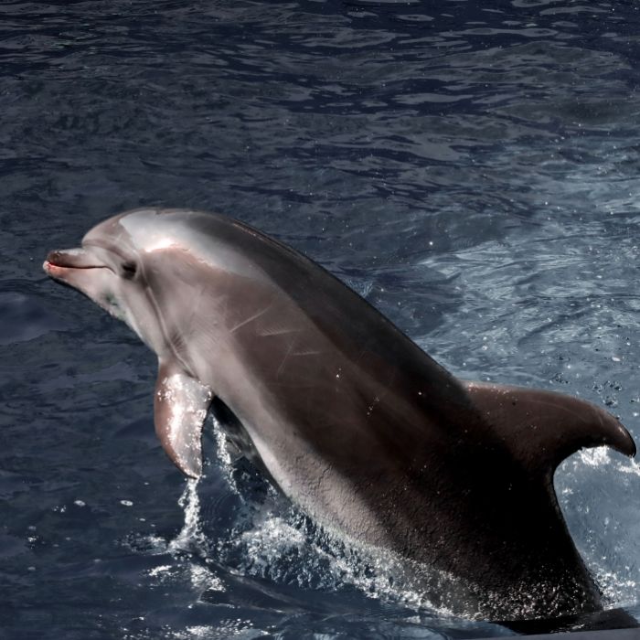 Machen bewaffnete Killer-Delfine Jagd auf islamistische Terroristen?