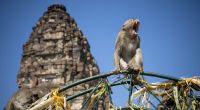 Die Stadt Lopburi in Thailand ist berühmt für ihre ausgedehnte Makakenpopulation.