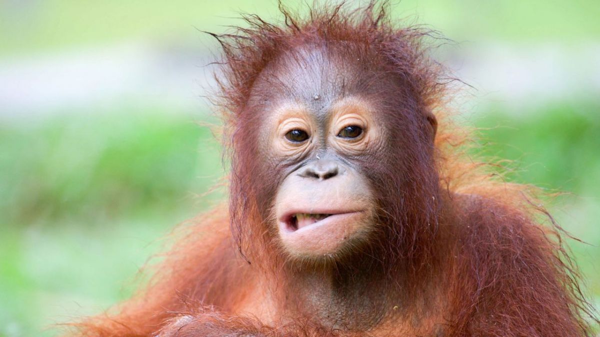 Die wunderbare Welt der Affen bei 3sat (Foto)