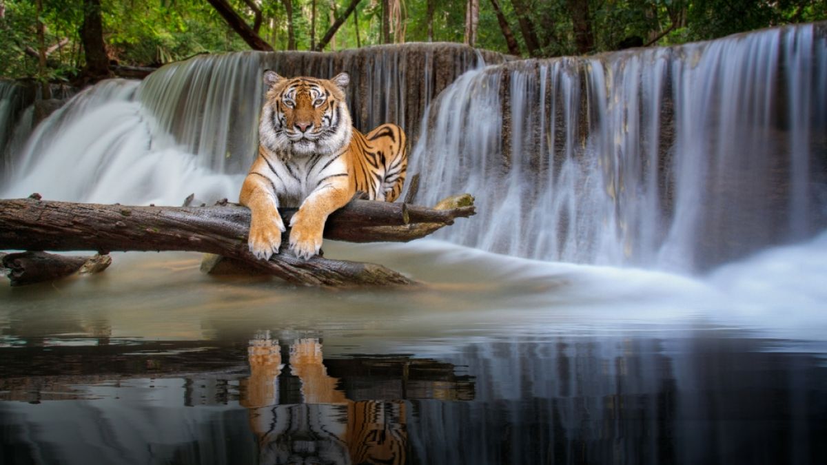 Im chinesischen Mondkalender steht das Jahr 2022 im Zeichen des Wasser-Tigers. (Foto)