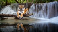Im chinesischen Mondkalender steht das Jahr 2022 im Zeichen des Wasser-Tigers.