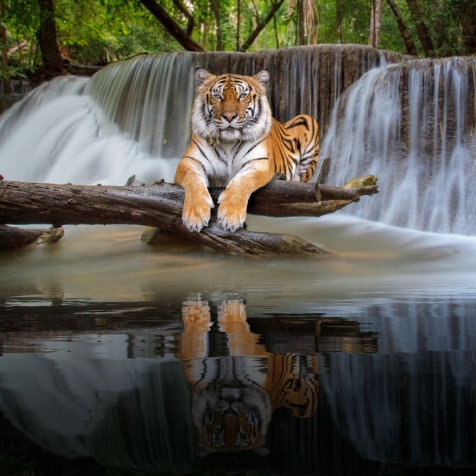 Im chinesischen Mondkalender steht das Jahr 2022 im Zeichen des Wasser-Tigers.
