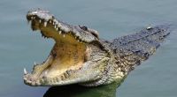 Das Krokodil zerrte den Jungen beim Spielen ins Wasser.