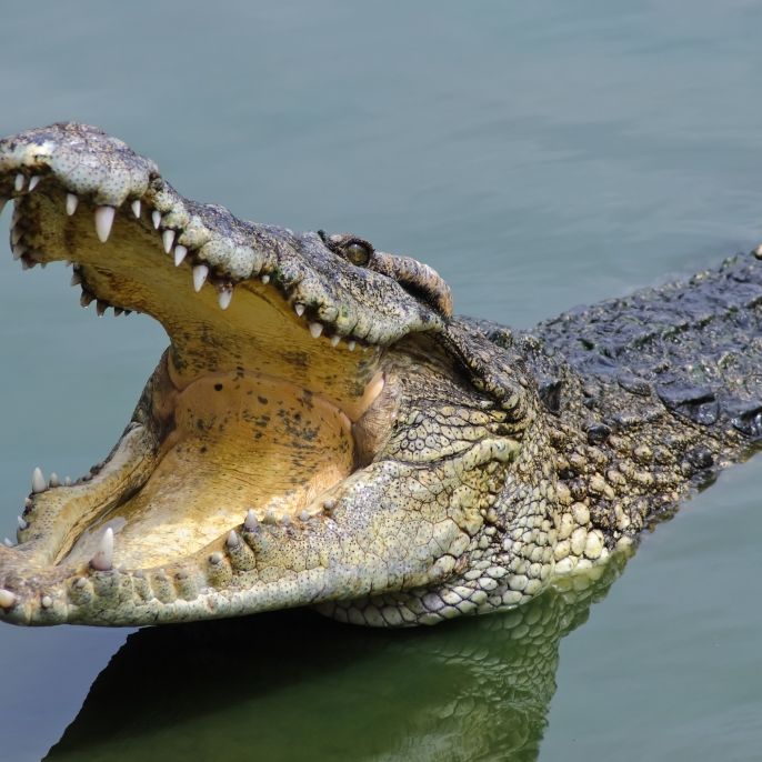 9-Jähriger beim Spielen von Krokodil in Stücke gerissen