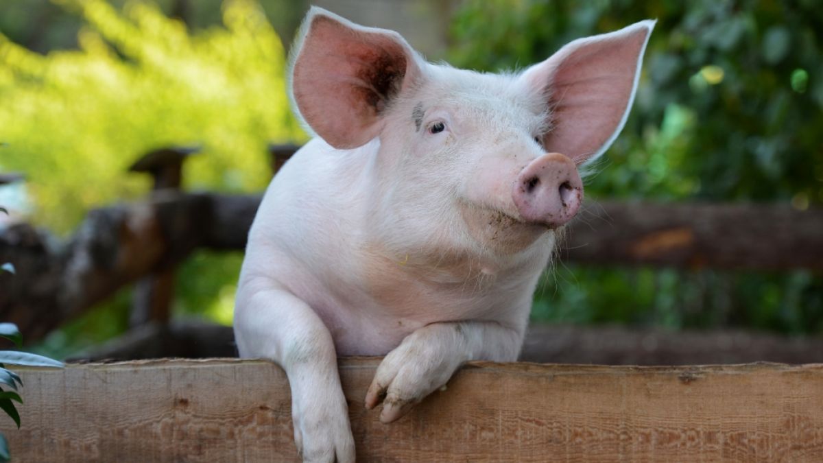 Chirurgen in den USA ist es erstmals gelungen, einem hirntoten Patienten erfolgreich Nieren von einem Schwein zu transplantieren. (Foto)