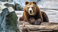 Ein kleines Mädchen ist in einem usbekischen Zoo in ein Bärengehege geworfen worden - von seiner eigenen Mutter, die nun wegen versuchten Mordes angeklagt wird (Symbolbild).