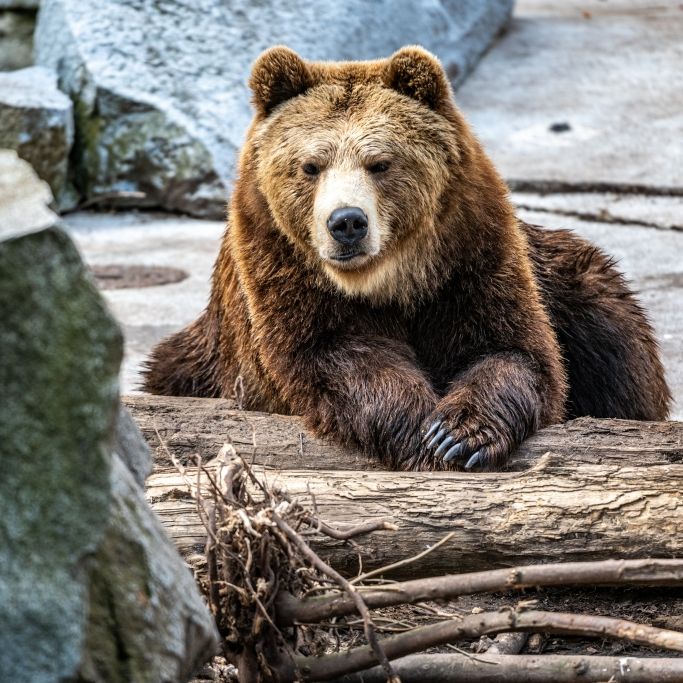 Vor den Augen der Zoobesucher! Horror-Mutter wirft Tochter (3) in Bärengehege