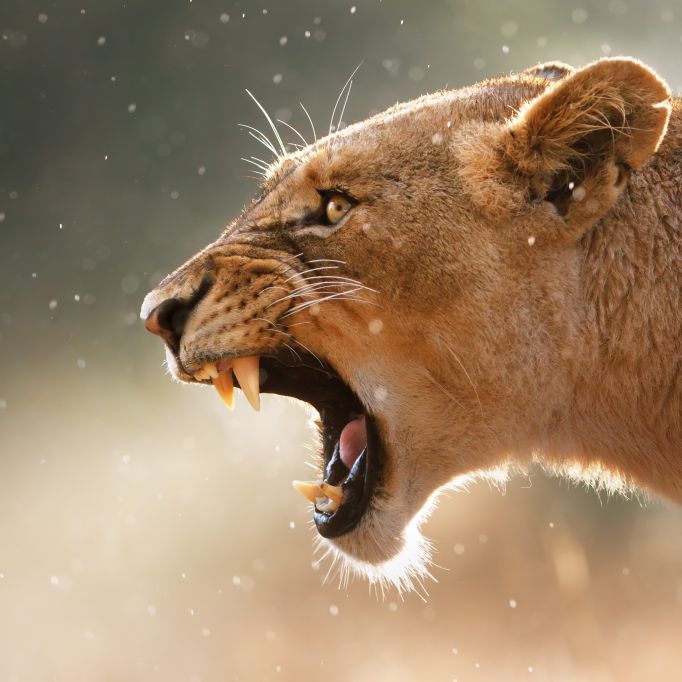 Löwin zerfleischt Tierpfleger (40)