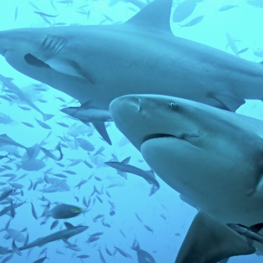 Tödliche Bedrohung! Horror-Haie breiten sich rasend schnell aus
