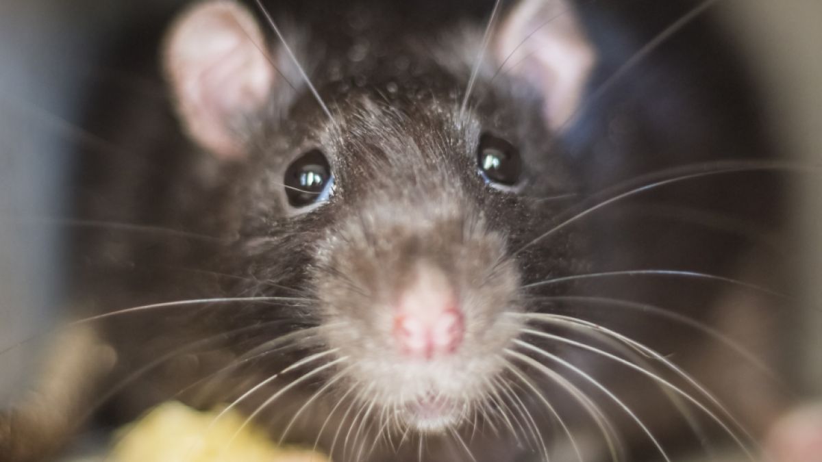 Eine Ratte soll eine Frau angefallen haben. (Foto)