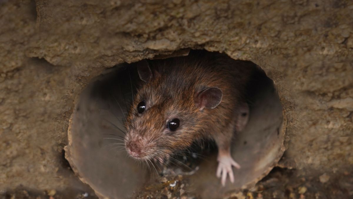Wissenschaftler haben in New York offenbar eine neue "Ratten-Corona-Variante" entdeckt. (Foto)