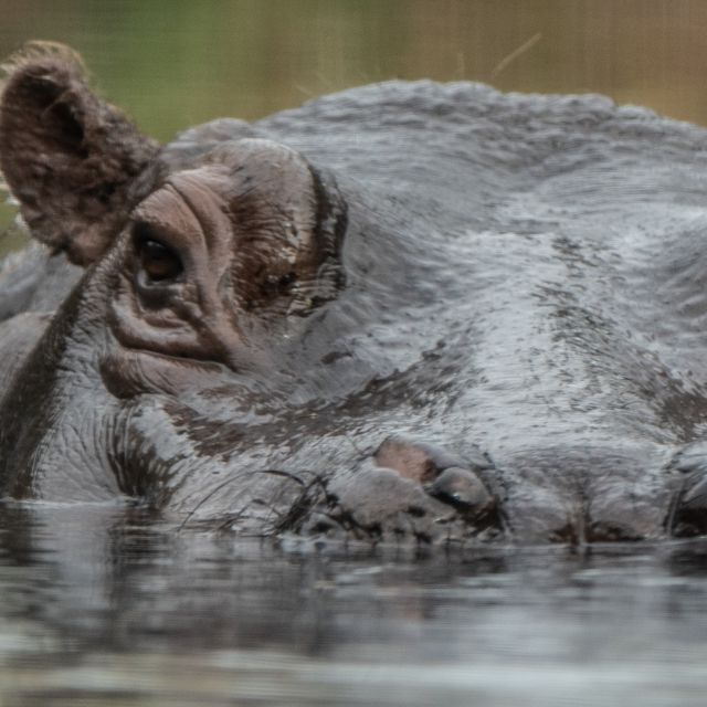 Safari-Guide von Nilpferd verschlungen - Arm abgebissen!