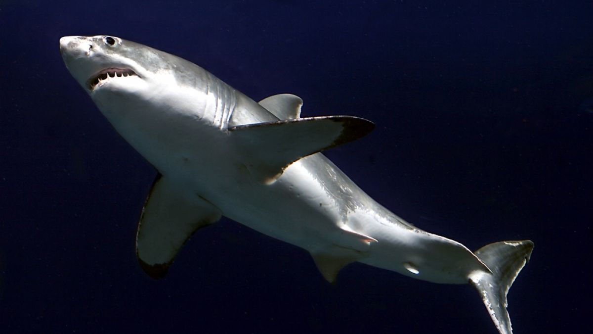 Ein Weißer Hai hat vor der Küste Australiens einen Schwimmer zerfleischt (Symbolbild). (Foto)