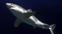 Ein Weißer Hai hat vor der Küste Australiens einen Schwimmer zerfleischt (Symbolbild).