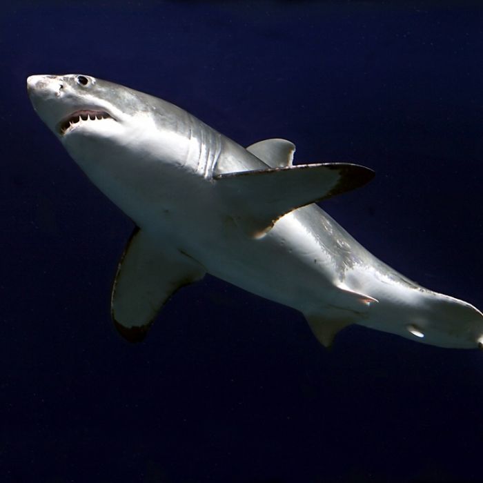 Schwimmer von Weißem Hai zerfleischt - Augenzeugen unter Schock