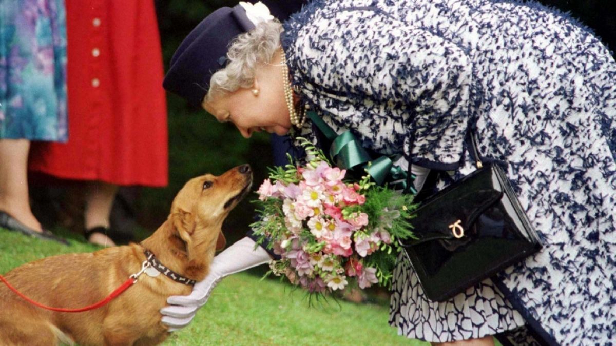 Queen Elizabeth II. hat seit jeher ein Herz für Hunde - doch die Vierbeiner sollten angenehm riechen, um die Königin zu erfreuen. (Foto)