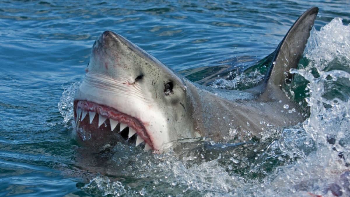 Weiße Haie werden aufgrund des warmen Wassers im Mittelmeer in den Norden Europas vertrieben.  (Foto)