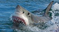 Weiße Haie werden aufgrund des warmen Wassers im Mittelmeer in den Norden Europas vertrieben. 