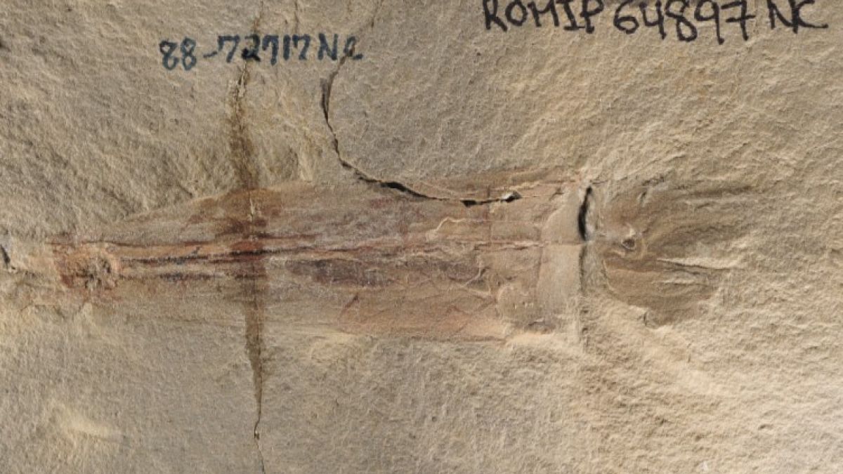 Das Fossil von S. bideni wurde in den 1980er Jahren in Montana entdeckt und erst jüngst beschrieben. (Foto)