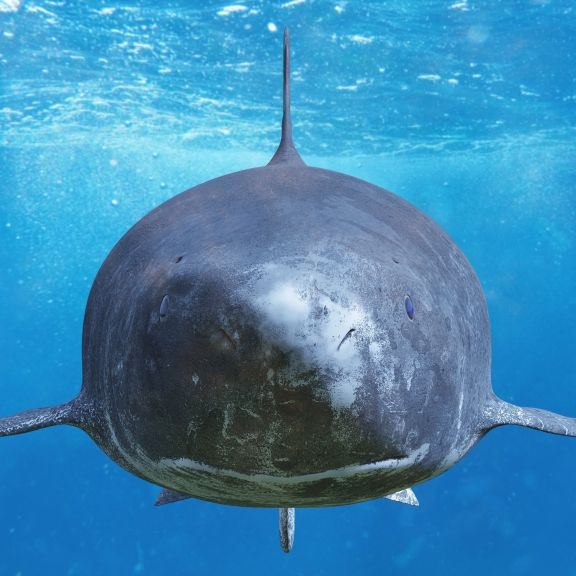 Mysteriöser Urzeit-Hai an Cornwalls Küste entdeckt