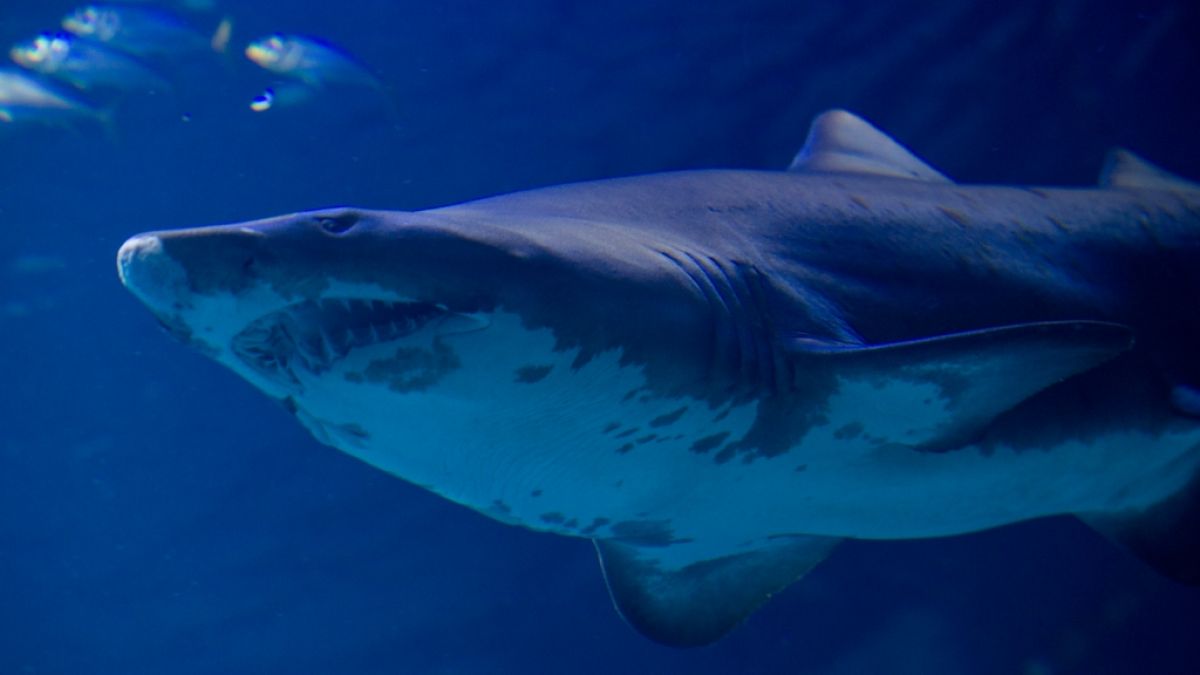 Ein Tigerhai hat auf der Karibik-Insel San Andrés einen Mann getötet. (Foto)