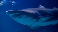 Ein Tigerhai hat auf der Karibik-Insel San Andrés einen Mann getötet.
