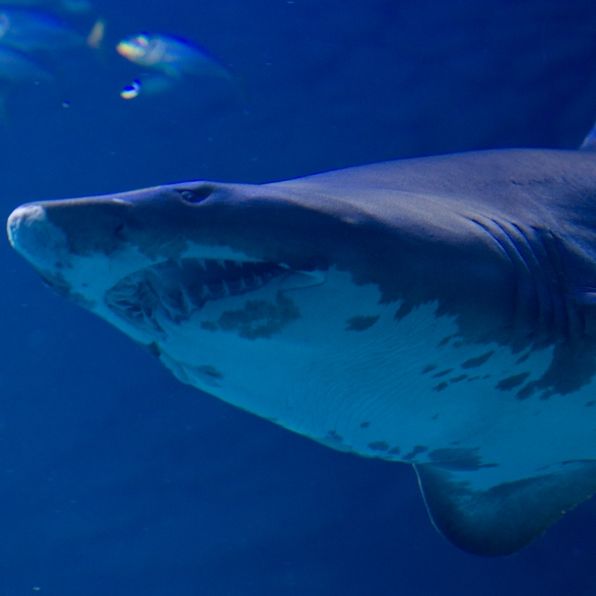 Tod beim Schnorcheln! Tigerhai beißt Mann zu Tode