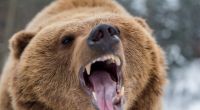 Ein Familienvater wurde während einer Wanderung von einem Grizzlybär getötet. (Symbolfoto)