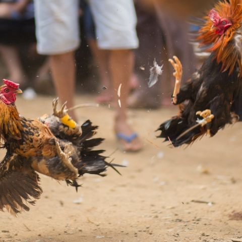 Drogenkrieg eskaliert! 20 Tote bei Hahnenkampf-Massaker