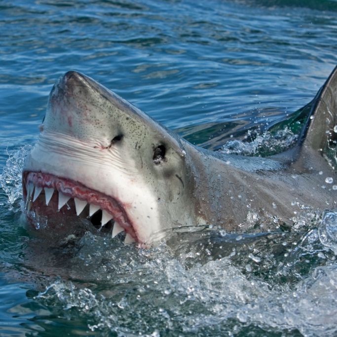 Kurzer Todeskampf! Mann (42) von Hai zerfleischt