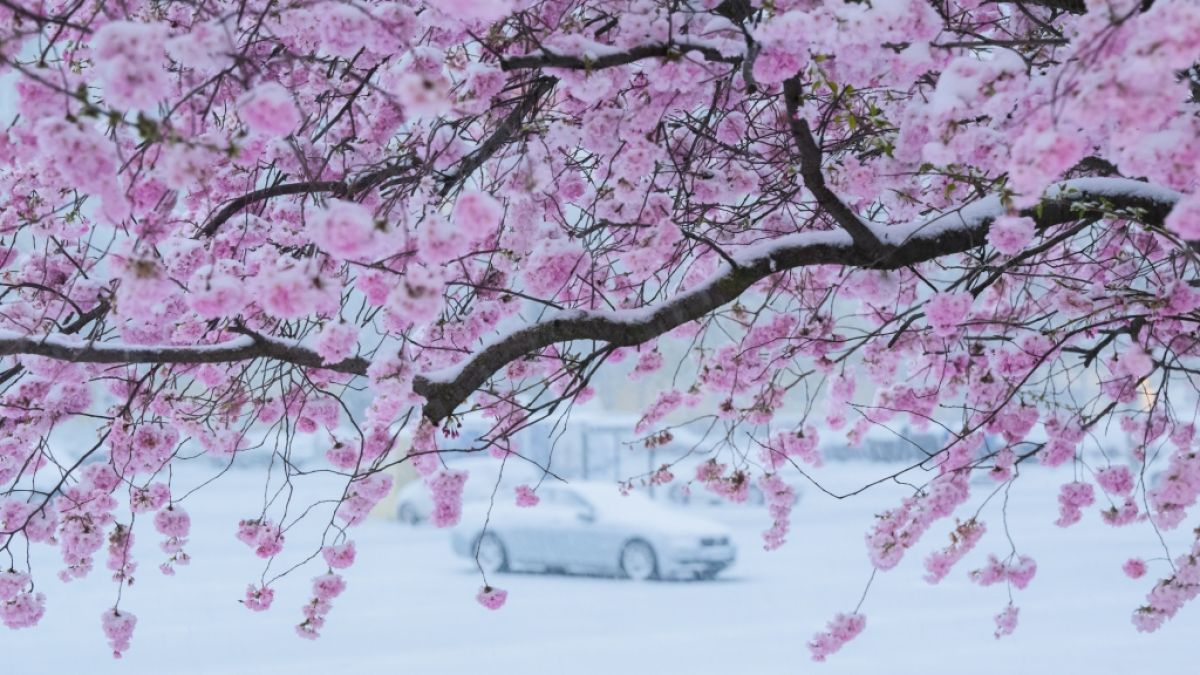 Schneegestöber statt Frühlingszauber: Der April startete mit einer frostigen Überraschung. (Foto)