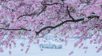 Schneegestöber statt Frühlingszauber: Der April startete mit einer frostigen Überraschung.