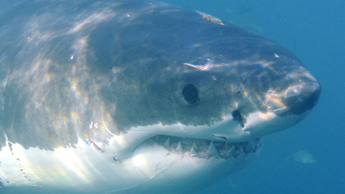 Weiße Haie sind an der Küste von Südafrika keine Seltenheit. (Foto)