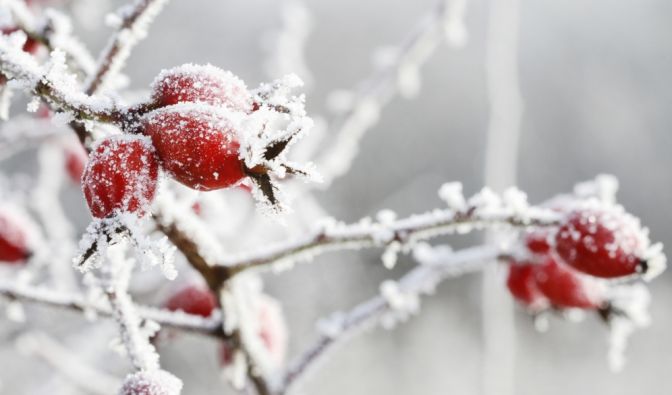 Wettervorhersage: Es wird Frost geben.