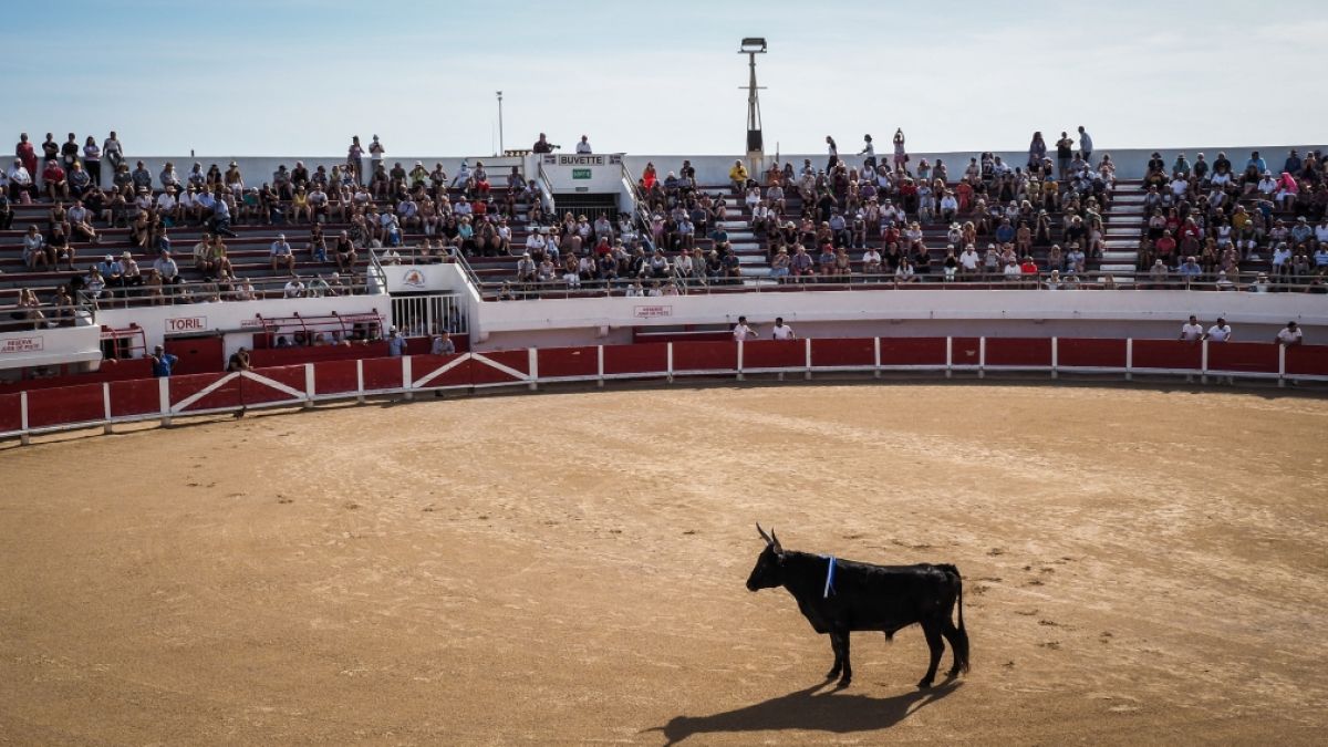 In der Arena von Saintes-Maries-de-la-Mer wurde der Stierkämpfer Enzo Robert von einem Stier tödlich verletzt. (Foto)
