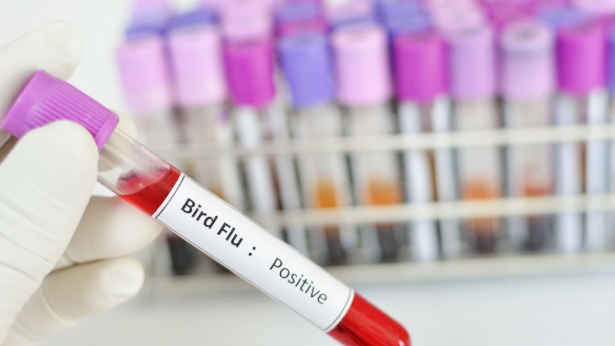 In China hat sich ein Vierjähriger mit der Vogelgrippe-Variante H3N8 infiziert. (Foto)