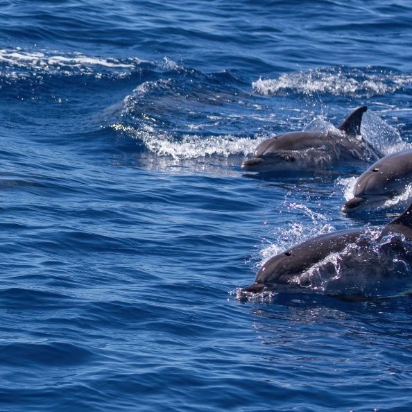 Delfin-Armee gesichtet! Meeres-Soldaten im Ukraine-Krieg im Einsatz
