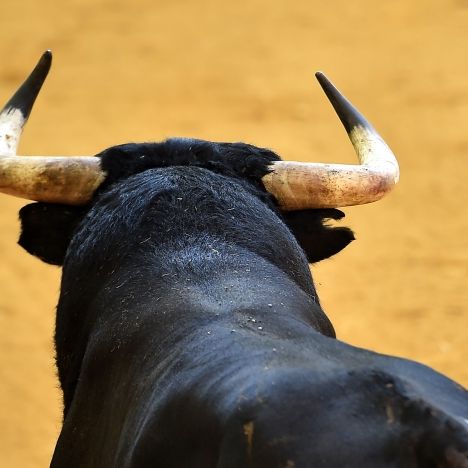 Horror-Szenen in Spanien! Familienvater von Stier aufgespießt - tot!