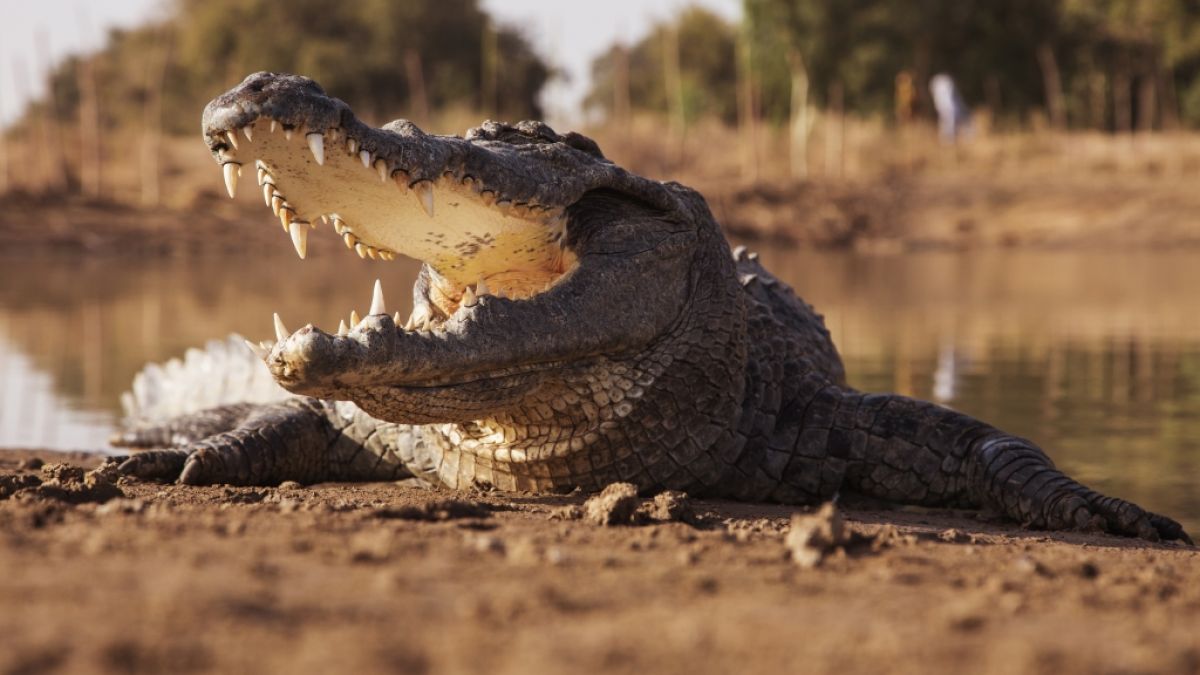 In Simbabwe ist ein 13-jähriges Mädchen bei lebendigem Leib von einem Krokodil vertilgt worden (Symbolbild). (Foto)