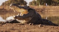 In Simbabwe ist ein 13-jähriges Mädchen bei lebendigem Leib von einem Krokodil vertilgt worden (Symbolbild).