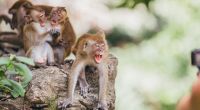 Mit Malaria verseuchte Affen sorgen in Thailand derzeit für explodierende Infektionszahlen (Symbolbild).