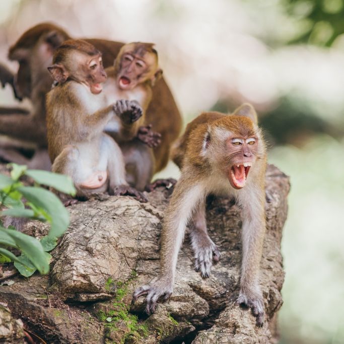 Polizei-Warnung! Verseuchte Virus-Affen lauern Touristen auf