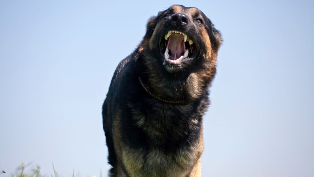 Ein großer Hund zerfleischte in Wales den 10-jährigen Jack L. (Symbolfoto) (Foto)