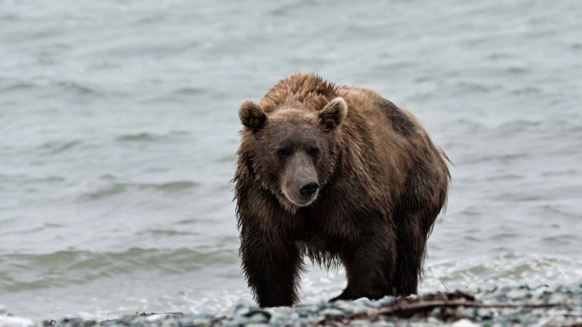 Der Angriff eines Bären im US-Bundesstaat Alaska endete für einen US-Soldaten tödlich (Symbolfoto). (Foto)