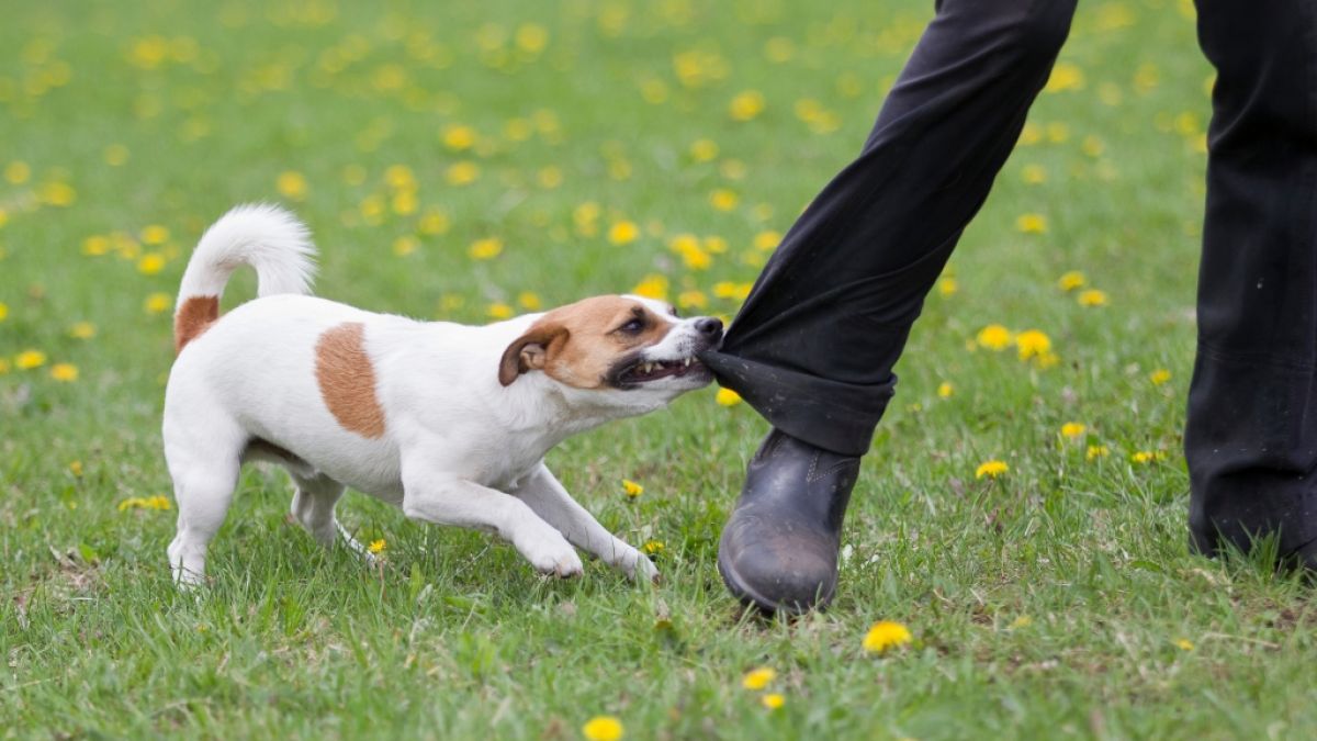 Ein Hund biss in England einem Kidnapper ins Bein. (Symbolfoto) (Foto)